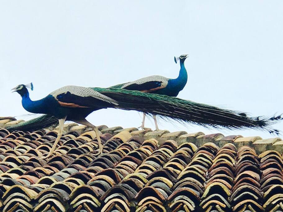 Etamba House Villa Galle Luaran gambar